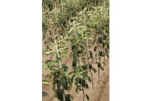 Drzewka owocowe - szk&oacute;łka A.S. Nowakowscy