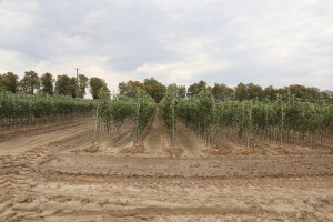 Drzewka owocowe - szk&oacute;łka A.S. Nowakowscy