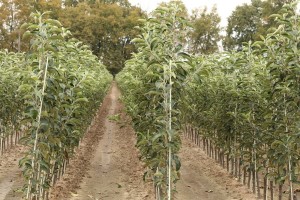 Drzewka owocowe - szk&oacute;łka A.S. Nowakowscy