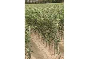 Drzewka owocowe - szk&oacute;łka A.S. Nowakowscy