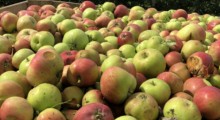 Ceny jabłek z przerywki – 8 sierpnia 2023