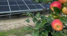 Energia słoneczna w sadach - Jakie korzyści dla sadownika ? 