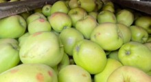 Ceny jabłek przemysłowych – 22 sierpnia 2023