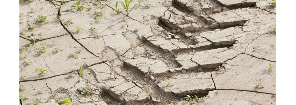 800 złotych pomocy na hektar sadów i krzewów owocowych