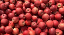 Telus: Z jabłkami nie powinno być w tym roku problemów 