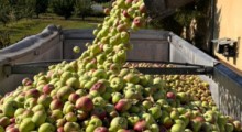 Ceny jabłek przemysłowych – 30 sierpnia 2023