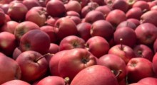 Ceny jabłek na rynkach hurtowych – 4 września 2023