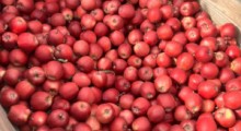 Ukradziono 400 kg jabłek