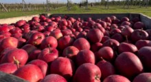 Spadki cen jabłek w tym roku będą nieuzasadnione  