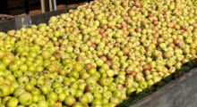 Ceny jabłek przemysłowych – 11 września 2023