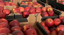 Ceny jabłek są bardzo wysokie – mówi eksporter…