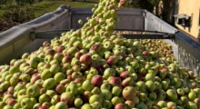 Ceny jabłek przemysłowych w górę – 15 września 2023 