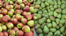 Ceny jabłek i gruszek na soki – 19 września 2023 roku
