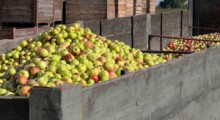 Eksport jabłek przemysłowych do Niemiec