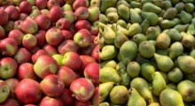 Ceny jabłek i gruszek na soki – 28 września 2023 roku