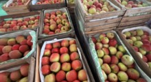 Jakie ceny za jabłka otrzymywali sadownicy ? 