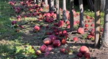 Ceny jabłek przemysłowych w dół – 2 października 2023