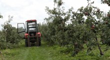 Uprawiali konopie w sadzie jabłoniowym 