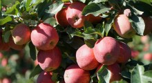 Gala na czele stawki - Projekt liczymy jabłka podsumowanie września