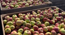 Jakie ceny za jabłka otrzymywali sadownicy ? 