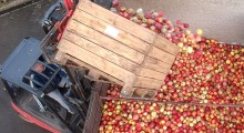 Ceny jabłek przemysłowych – 9 listopada 2023 roku