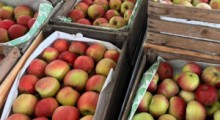 Ceny jabłek na rynkach hurtowych – 13 listopada
