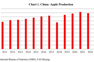  Zbiory jabłek w Chinach od 2011 do 2023 roku