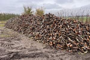  Ceny drewna z sadu 2023. (foto 7)