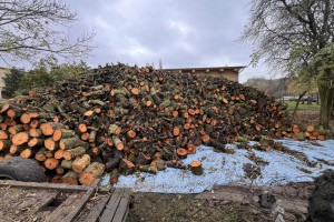  Ceny drewna z sadu 2023. (foto 8)
