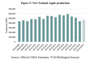  Zbiory jabłek w Nowej Zelandii 2023 