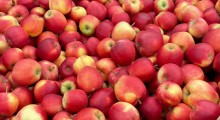 Nowa Zelandia: Zbiory jabłek w 2023 roku