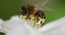Pomoc dla pszczelarzy – 7 naborów w toku ! 