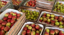 Ceny jabłek na rynkach hurtowych – 11 grudnia 2023 