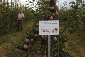 Drzewka wiązane wężykiem sadowniczym ROSA