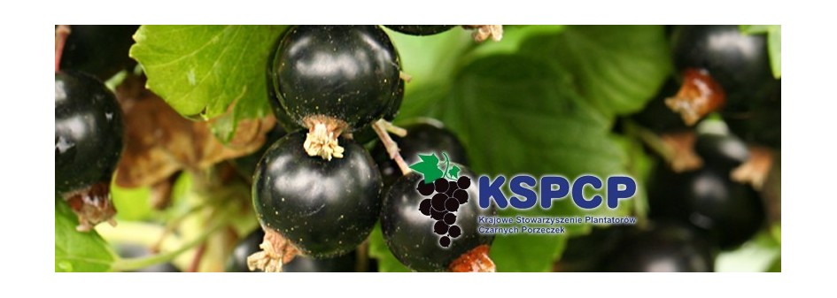 KSPCP: To nie plantatorzy porzeczki czarnej są winni