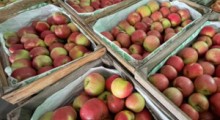 Ceny jabłek na rynkach hurtowych – 22 stycznia 2024