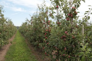 jabłka odmiany Cortland - 10/09/2015
