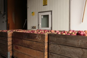 część jabłek trafia już do chłodni KA - 10/09/2015