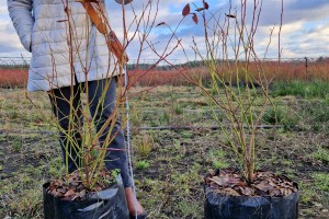  Bluecrop 5 letnie - sadzonki borówki