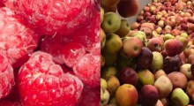 Ile malin i koncentratu jabłkowego importowaliśmy z Ukrainy ? 
