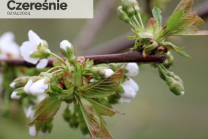 Czereśnie - 02.04.2024. woj. wielkopolskie.