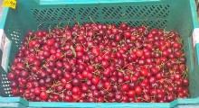 Kontrolerzy na tropie uchybień – tym razem czereśnie ! 