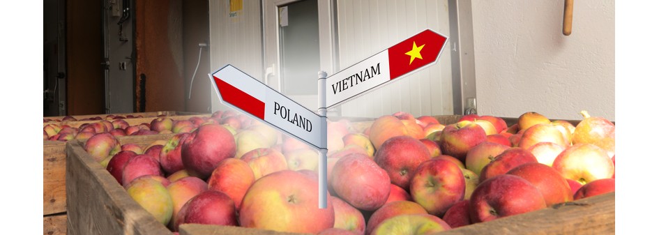 Wietnam również patrzy na nasze jabłka