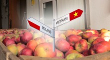 Wietnam również patrzy na nasze jabłka