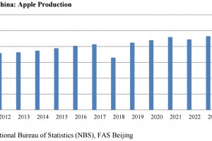  Zbiory jabłek w Chinach od 2021 do 2024 roku