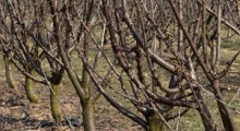Pień i kilkanaście przewodników