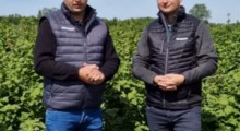 Komunikat jagodowy - porzeczka - 07.05 – Agrosimex