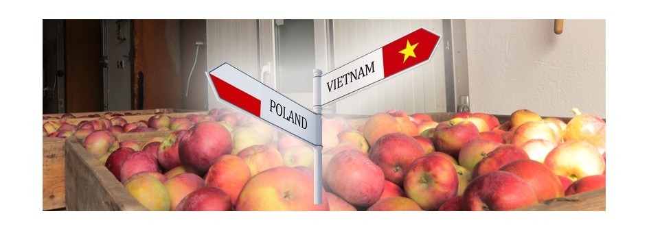 Eksport jabłek do Wietnamu [warunki]