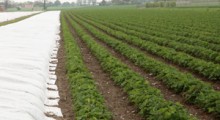 Duże straty na plantacjach truskawek 