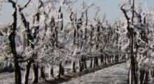 Lokalne kataklizmy – sady i plantacje wymrożone  